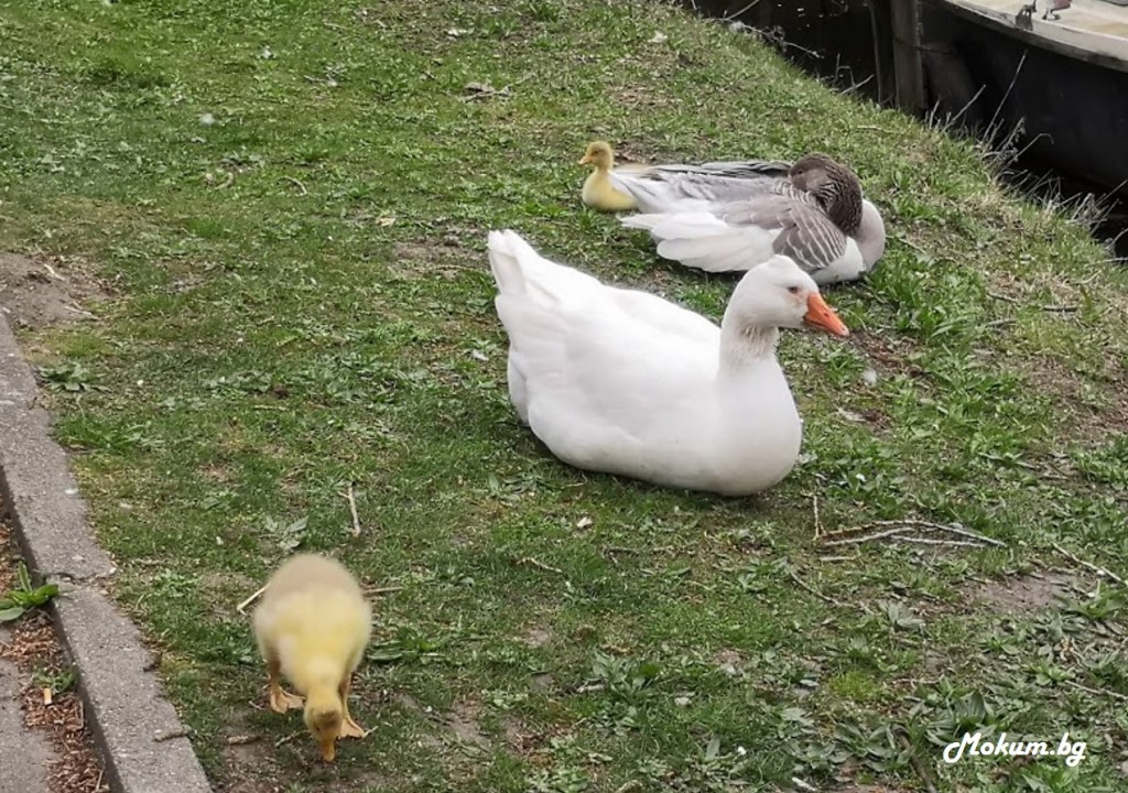 В Холандия няма нужда да излизаш от града, за да се радваш на природата! Вече второ поколение гъски гледаме как расте на тротоара пред блока ни!